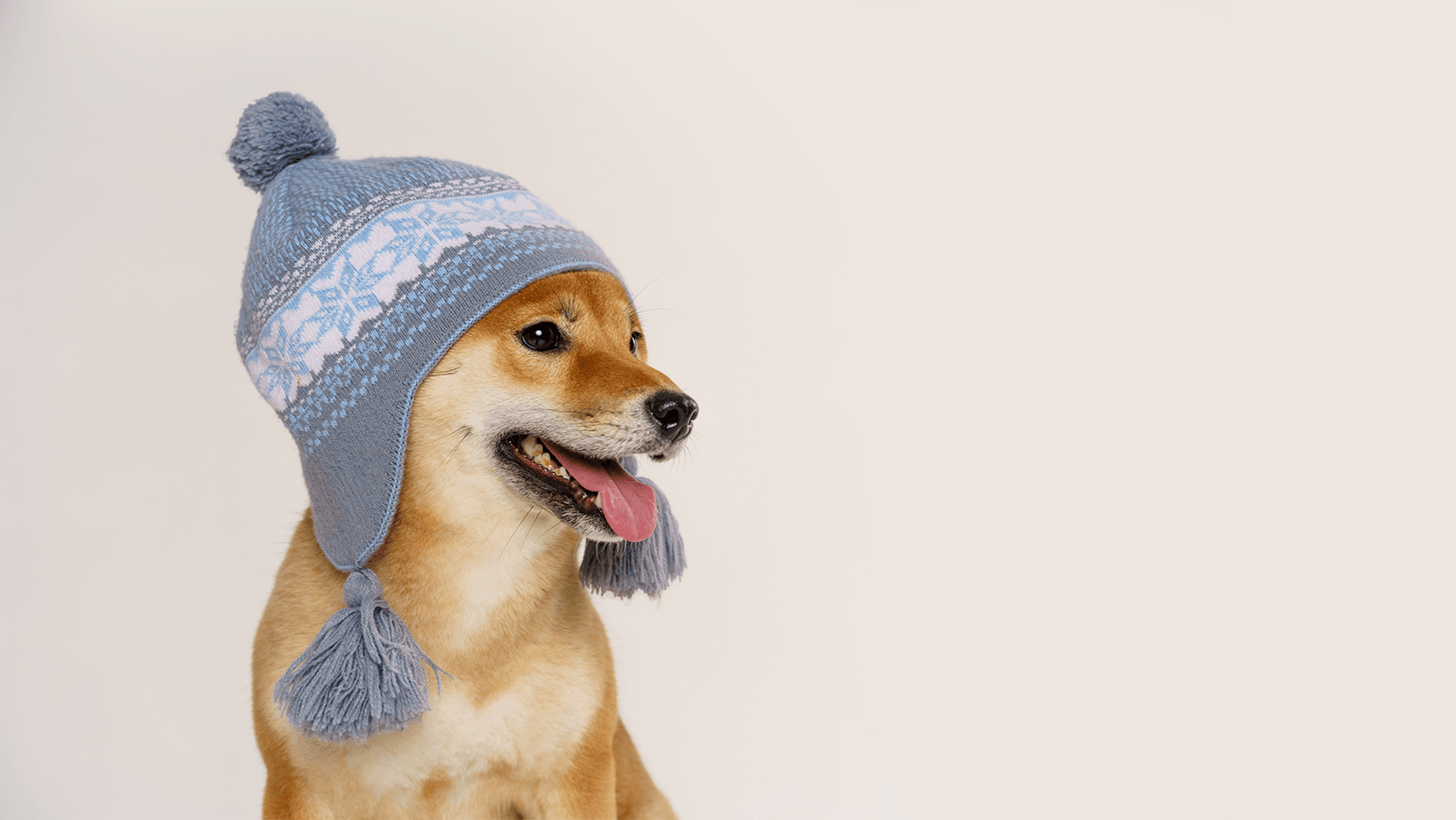 Dicas de Bem-Estar para Pets no Inverno